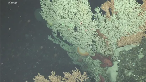 Orange Ruffled Tritonid