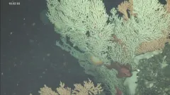 Orange Ruffled Tritonid thumbnail 1