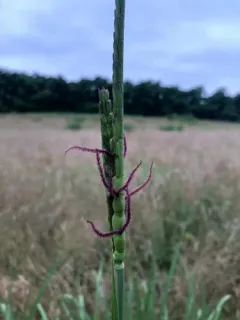 eastern gamagrass thumbnail 3