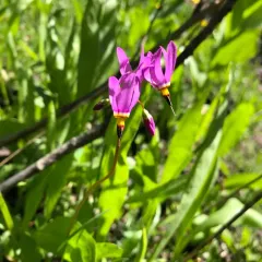 dark-throated shooting star thumbnail 3