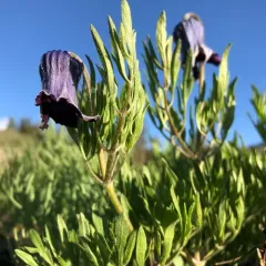 hairy clematis thumbnail 4