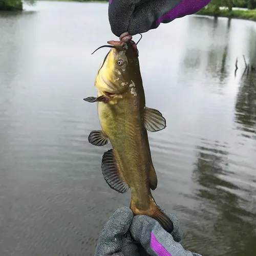 Black Bullhead