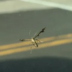 Grape Plume Moth thumbnail 3