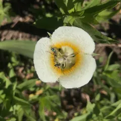 subalpine mariposa lily thumbnail 4