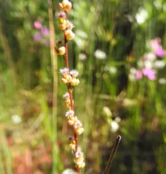 marsh arrowgrass thumbnail 3