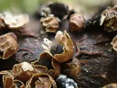 Polyschismium trevelyanii thumbnail 2