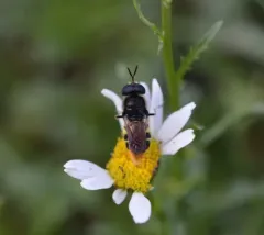 Stratiomys meigenii thumbnail 3