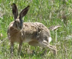 Brown Hare thumbnail 4