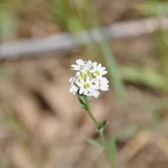 hoary alyssum thumbnail 3