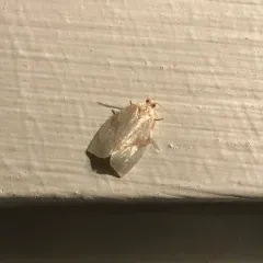 Shimmering Gold Adoxophyes Moth thumbnail 2