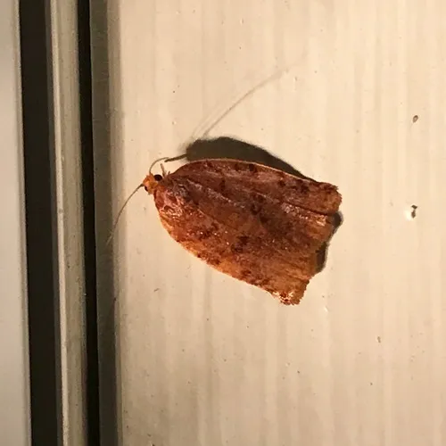 Ugly-nest Caterpillar Moth
