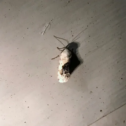 Small Bird-dropping Moth