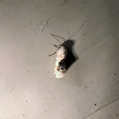 Small Bird-dropping Moth thumbnail 1