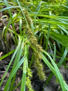 Ravenfoot Sedge thumbnail 4