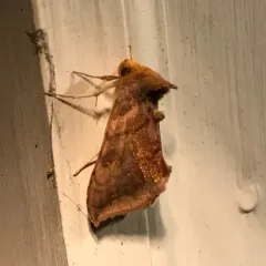 Unspotted Looper Moth thumbnail 2