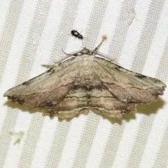 Common Lytrosis Moth thumbnail 2