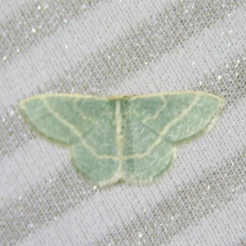 Blackberry Looper Moth