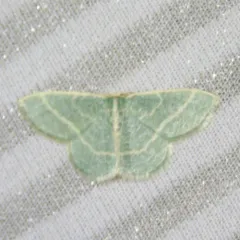 Blackberry Looper Moth thumbnail 1