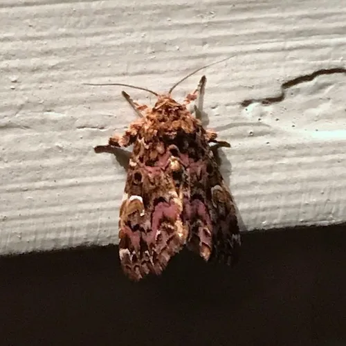 Pink-shaded Fern Moth