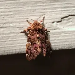 Pink-shaded Fern Moth thumbnail 1
