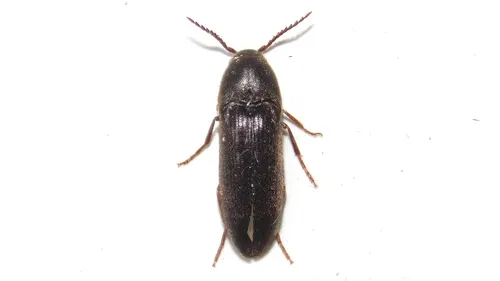 Onichodon canadensis