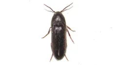 Onichodon canadensis thumbnail 1