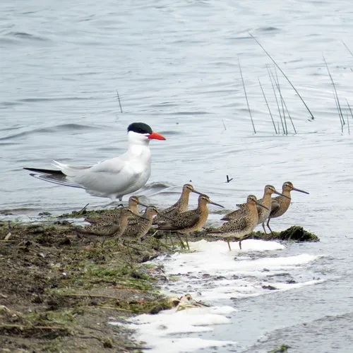 Caspian Tern