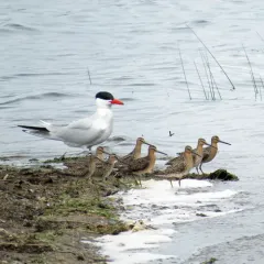 Caspian Tern thumbnail 1