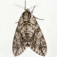 Waved Sphinx thumbnail 4