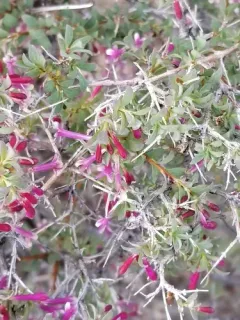 fragrant snowberry thumbnail 2