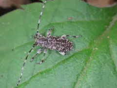 Oplosia nubila thumbnail 2