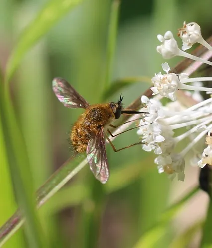 Bombylius fraudulentus