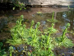 Featherfoil thumbnail 1
