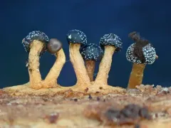 Diderma tigrinum thumbnail 4