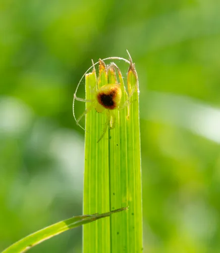 Araneus alboventris