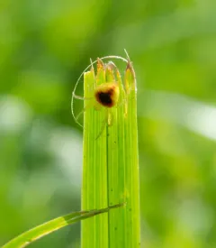 Araneus alboventris thumbnail 1