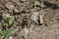 Pseudepipona aldrichi thumbnail 4