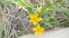 Stick-Leaf thumbnail 2