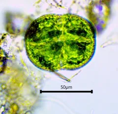 Cosmarium pseudoconnatum thumbnail 1