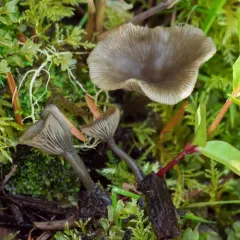brown goblet thumbnail 1