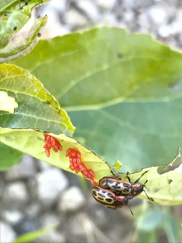 Chrysomela laurentia