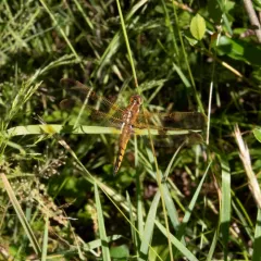 Painted Skimmer thumbnail 2