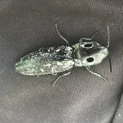 Eastern Eyed Click Beetle thumbnail 1
