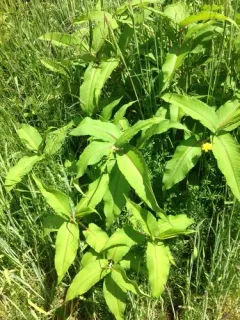 Himalayan knotweed thumbnail 2