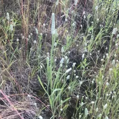Woolly Plantain thumbnail 2