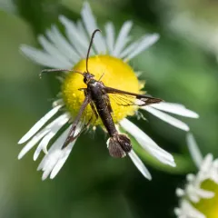 Ithaca Clearwing Moth thumbnail 2