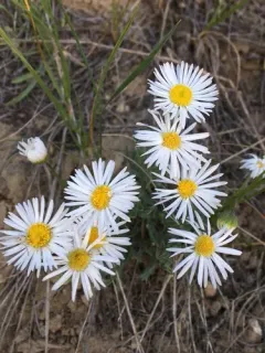 Buff Fleabane thumbnail 2