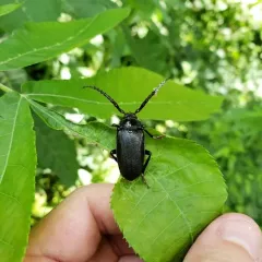 Broad-necked Root Borer thumbnail 1