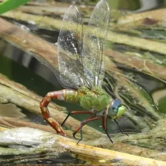 Comet Darner thumbnail 2