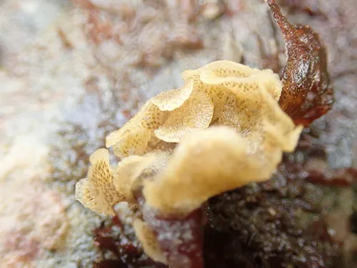 Dendrobeania lichenoides